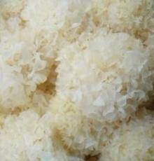  Tremella   Extract 
