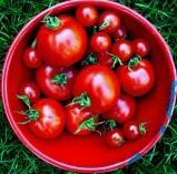  Tomato   Extract 
