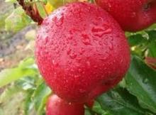 Apple juice powder