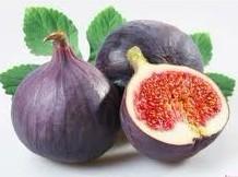  Fig   Powder 