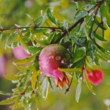  Pomegranate   Extract 