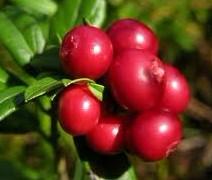  Lingonberry   Extract 