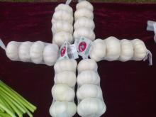  2013   New   crop   garlic 