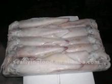 loligo squid