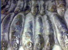 Quality Frozen Sardine Fish