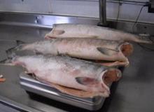 Chum salmon portion