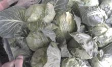 green/purple cabbage
