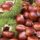 chestnut/peanut