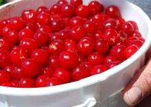 Sour cherry juice concentrate