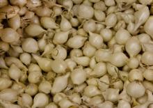 White Onion