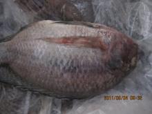 frozen tilapia whole round