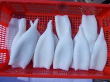 frozen squid, frozen seafood, frozen squid tubes, frozen calamari, sleeve-fish