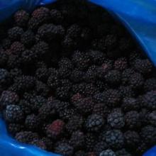 IQF Blackberry