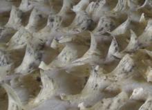 Pure Raw unprocessed White Bird's Nest (Uncleaned)