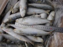  Frozen   sardine  for  bait 
