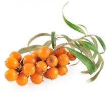 Frozen Sea-buckthorn