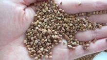 ROASTED BUCKWHEAT KERNELS 2015 new crop