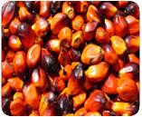 Palm kernel