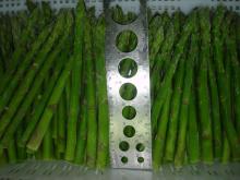 fresh asparagus