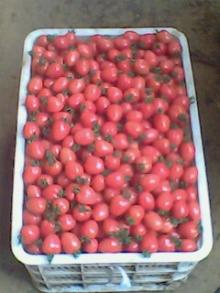 fresh cherry tomatoes
