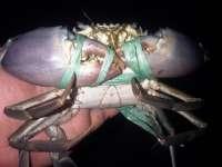 live mud crab