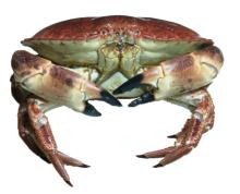 Live  Brown   Crab 