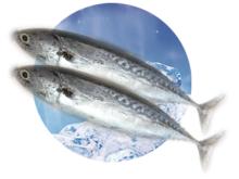 Frigate mackerel