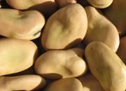 Broad beans