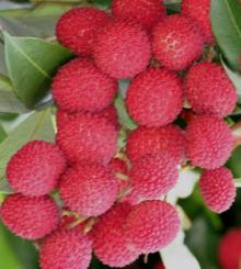 Lychee   Puree 