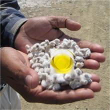 High value Farm Fresh Cotton seeds oil