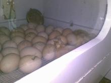  incubator s and eggs powders eggsfertilizers-