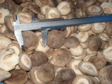 IQF Shiitake