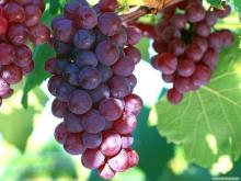 Grape skin extracts