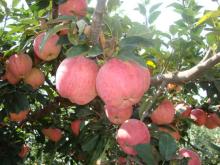 fresh red fuji apple