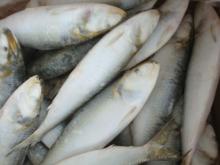 Frozen Whole Round Sardine fish for cannery