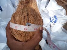 Coconut