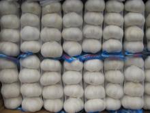 Chinese fresh garlic