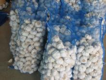 New white garlic in mesh bag
