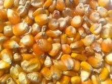 Sweet Yellow Corn