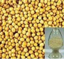 Soybean P.E.