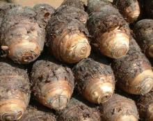New Crop Fresh Taro