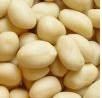  white   broomcorn   millet 