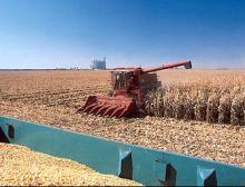 Corn starch (our corn farm)