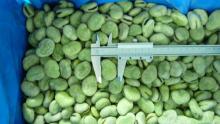 New Crop Frozen Broad Bean