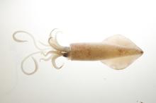 Frozen Cleaned Squid whole round