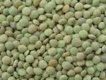 Top grade Lentils