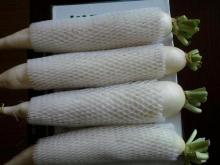  White   Radish 