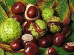 chestnuts