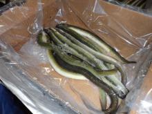 eel