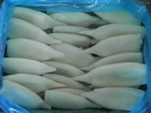 frozen squid whole and bodies